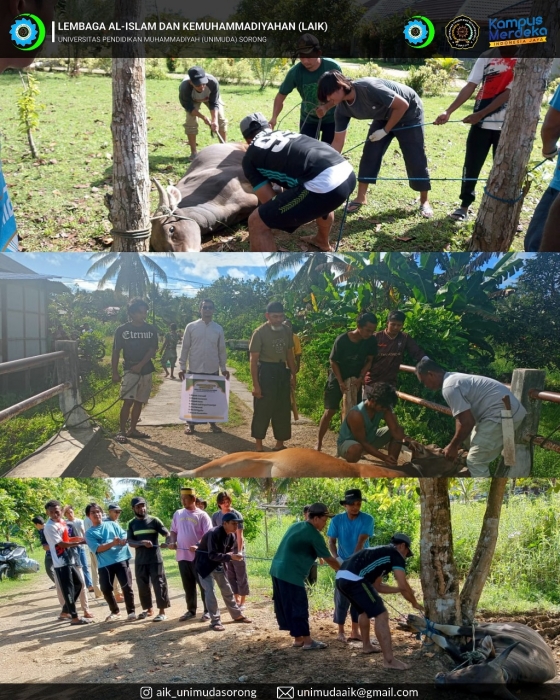 Idul Adha 1446 H/2025 M: Masjid Salman Al-farisi UNIMUDA Sorong Menyembelih 3 Ekor Hewan Qurban